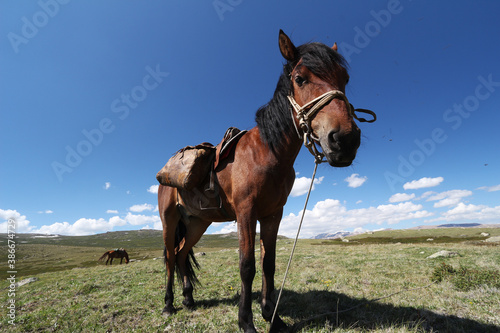 horses graze in the meadow and eat grass against the backdrop of beautiful mountains and sky © dmitrii
