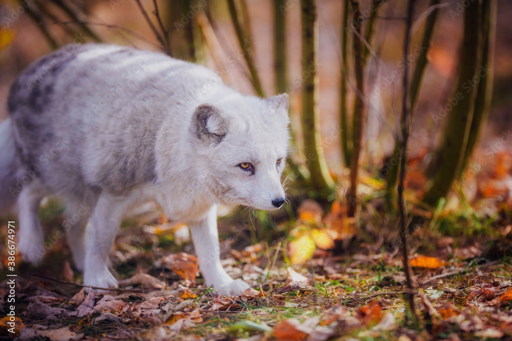 Arctic fox in nature in autumn Arctic fox in nature in autumn
