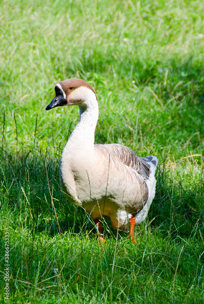 Swan Goose - Anser cygnoides, beautiful large wild goose from Estern Asian fresh waters and grasslands, China. Swan Goose - Anser cygnoides, beautiful large wild goose from Estern Asian fresh waters and grasslands, China.
