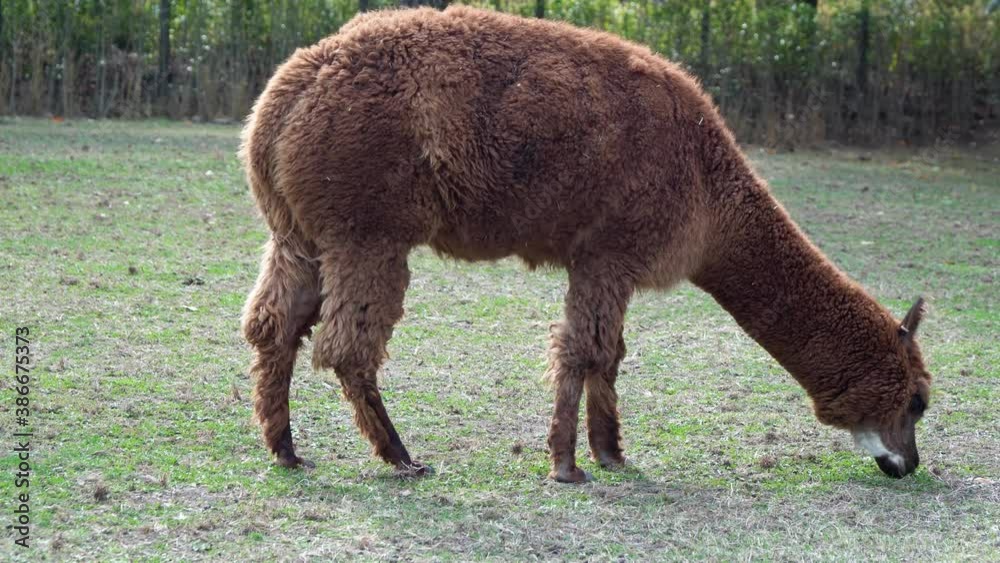 Brown Alpaca grazing Grass at the barnyard In Seoul Grand Park Children Zoo In Gwacheon, Seoul, South Korea. - close up shot Brown Alpaca grazing Grass at the barnyard In Seoul Grand Park Children Zoo In Gwacheon, Seoul, South Korea. - close up shot