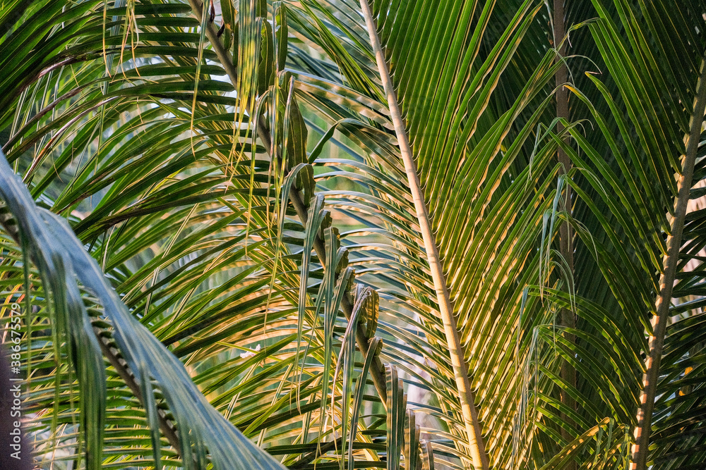 Green fresh leaves of coconut tree i