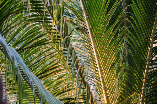 Green fresh leaves of coconut tree i