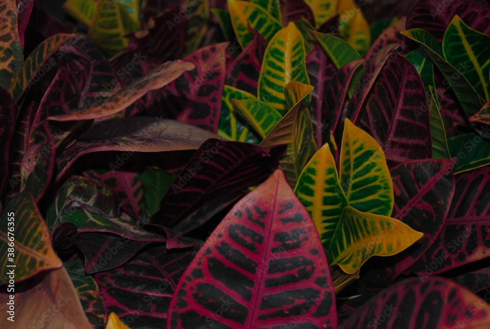 Colorful and beatiful leafs background
