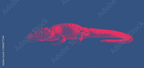 Engraving tokay gecko lizard illustration isolated on blue BG