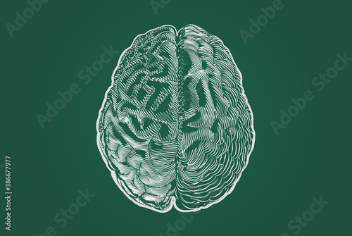 Brain cerebral drawing with chalkboard style on green BG