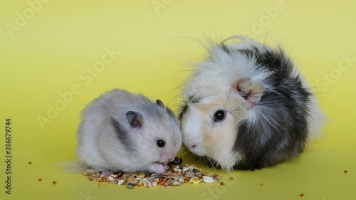 Hamster and guinea pig eating food together on yellow background