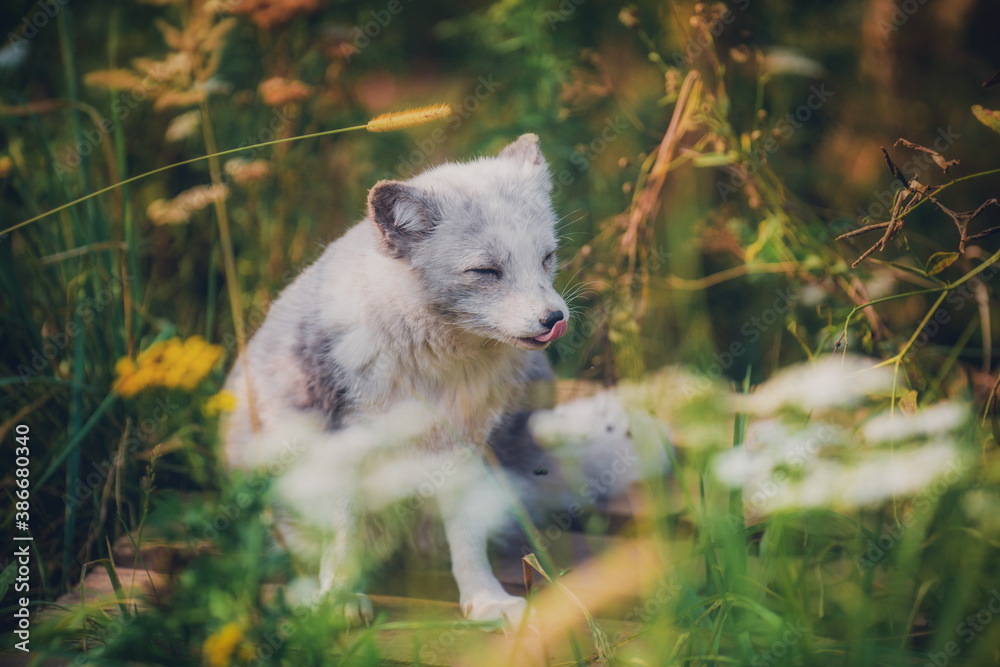 Portrait of a polar fox sitting in the grass in nature during the day in natural habitat Portrait of a polar fox sitting in the grass in nature during the day in natural habitat