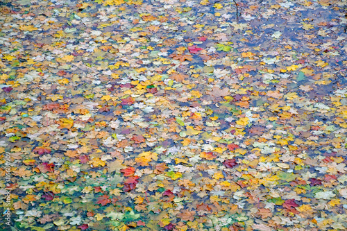 Texture. Fallen leaves on the surface of the pond in the park. On the water. Bright colors of nature. Fall. October.