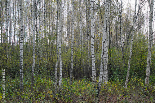 Autumn landscape. Birch the grove. White tree trunks. October. Leaf fall.