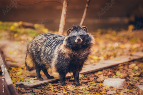 Fototapeta Naklejka Na Ścianę i Meble -  Raccoon dog in natural habitat, in the reserve, resting in summer