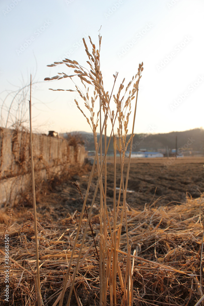 Obraz premium rice field in winter