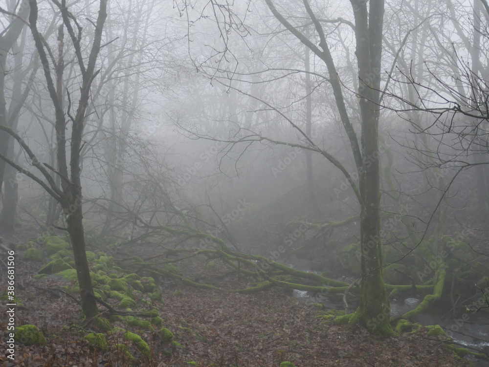 Obraz premium Baeume in dickem Nebel