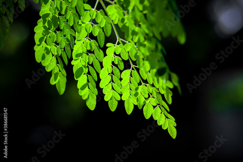 Sunlight on the hanging Moringa oleifera leaves. Fresh green drumstick tree leaves dark light background.