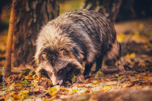 Raccoon dog in natural habitat, in the reserve, resting in summer photo