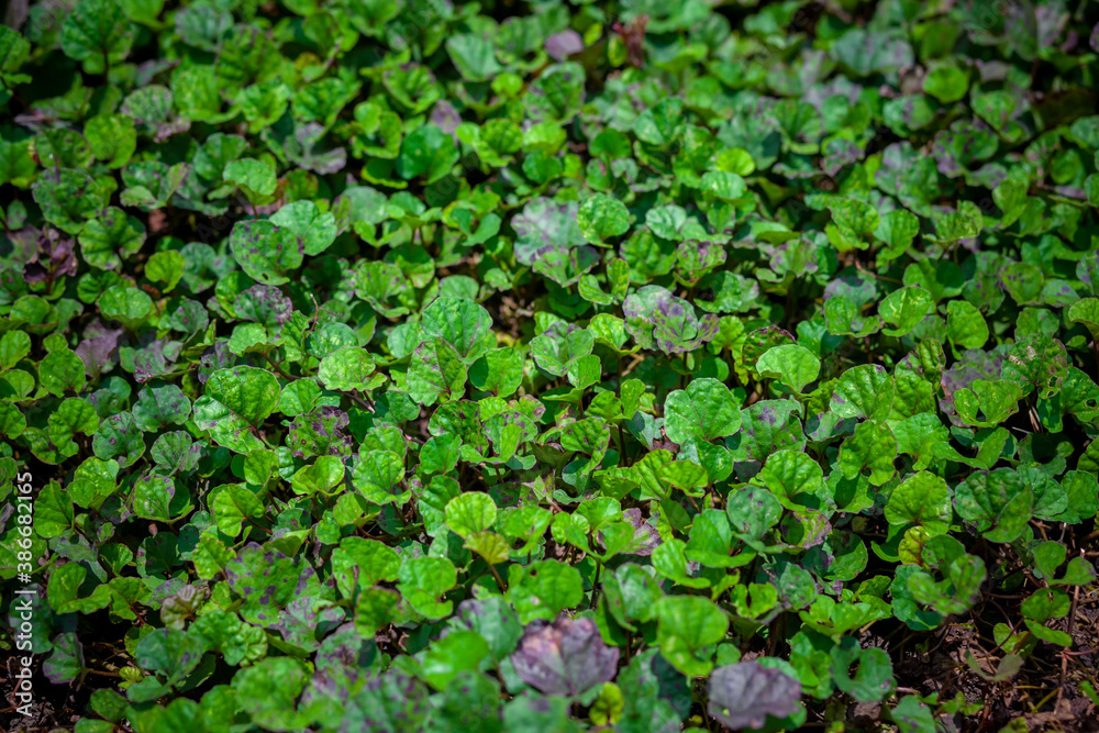 Fresh green leaves covered the land background. Little plants bed background. Fresh green leaves covered the land background. Little plants bed background.