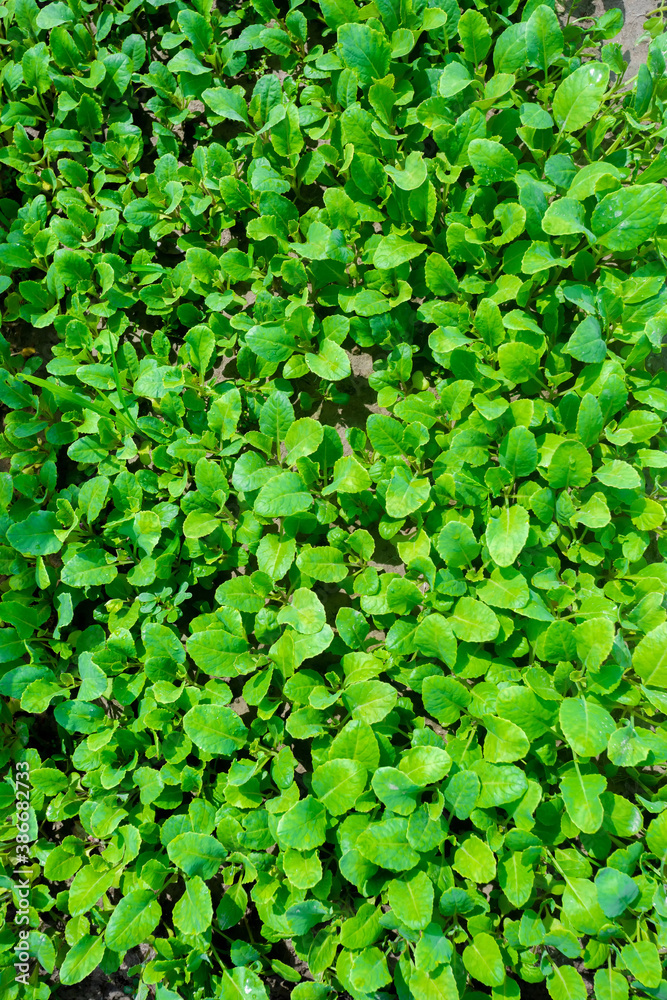 Fresh green leaves covered the land background. Little plants bed background. Fresh green leaves covered the land background. Little plants bed background.