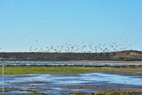 Flock of seagulls. Peninsula Valdes, Patagonia, Argentina