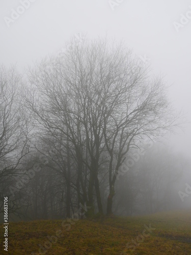 Baeume in dickem Nebel