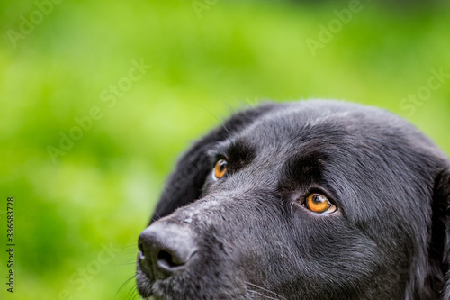 Close up partial head-shot animal outdoors portrait of black stray dog, Bulgaria. Focus on the eye