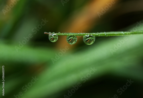 three water droplets on grass stem