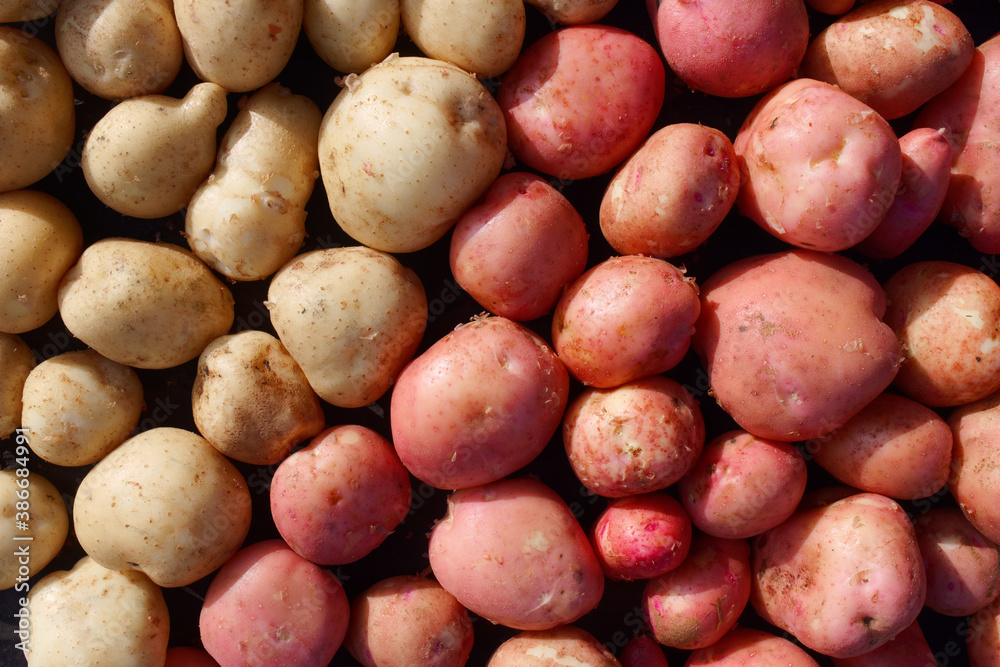Fresh potato crop in full screen. White and red potato variety Fresh potato crop in full screen. White and red potato variety
