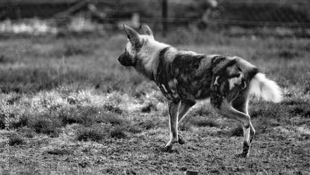 Obraz premium Lycaon