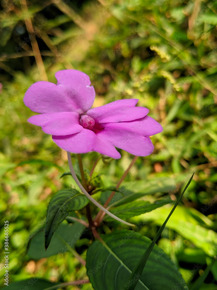 Fototapeta premium Beautiful Impatiens flaccida flowers in the forest