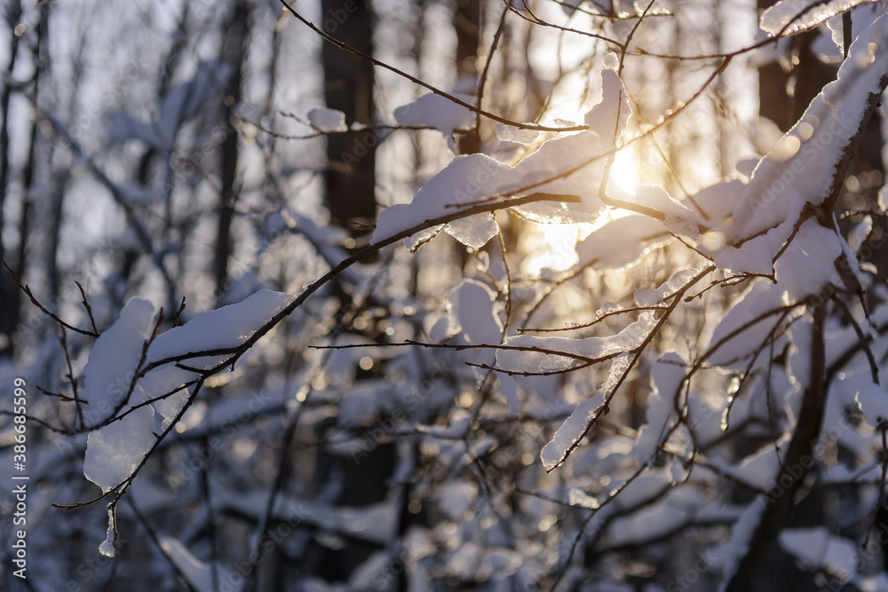 Close-up view of bare tree branches covered with snow on a frosty sunny day. Snowy branches with ice crystals in sunlight. Winter background. Close-up view of bare tree branches covered with snow on a frosty sunny day. Snowy branches with ice crystals in sunlight. Winter background.