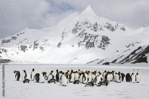King penguins in snow in front of the mountains of South Georgia Island