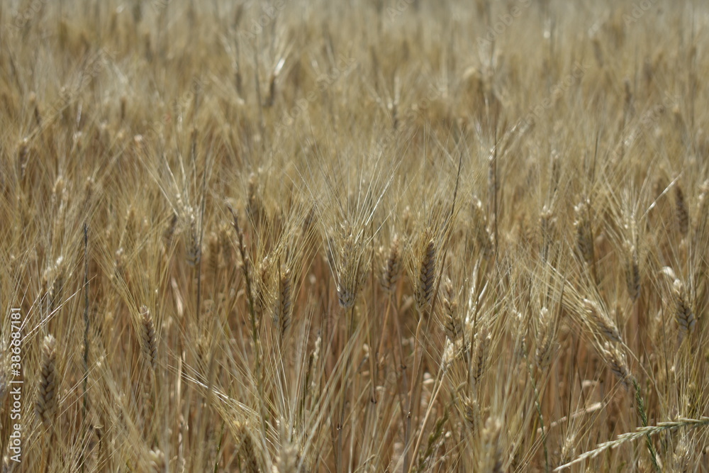 Fototapeta premium Ripe Wheat Field