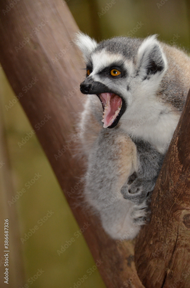 Fototapeta premium lemur standing on a tree and then screams