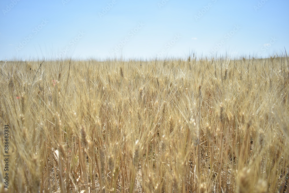 Ripe Wheat Field