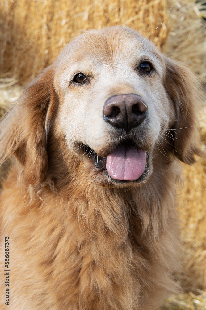Golden Retriever Dog with white face sitting on hay bales outside during the Fall season at a farm Golden Retriever Dog with white face sitting on hay bales outside during the Fall season at a farm
