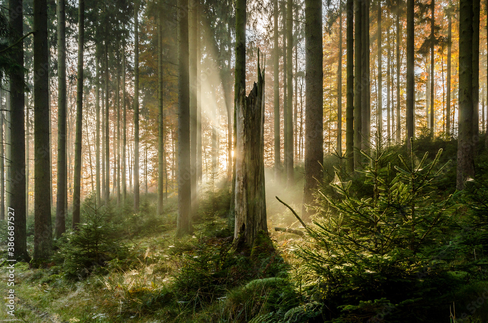 Misty morning in autumn in the forest with sunbeams and lots of spider webs, Germany Misty morning in autumn in the forest with sunbeams and lots of spider webs, Germany