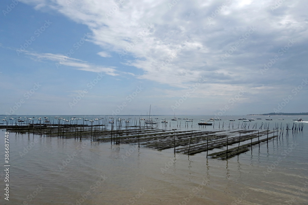 Naklejka premium Cap Ferret