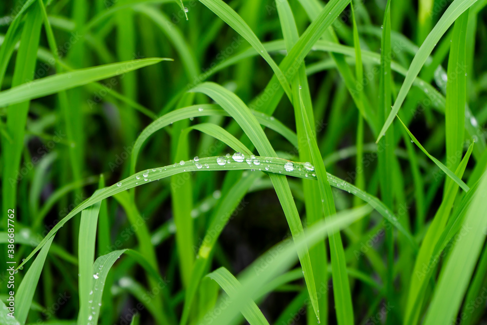 Water drops on fresh green grass background. Green grass background. Water drops on fresh green grass background. Green grass background.