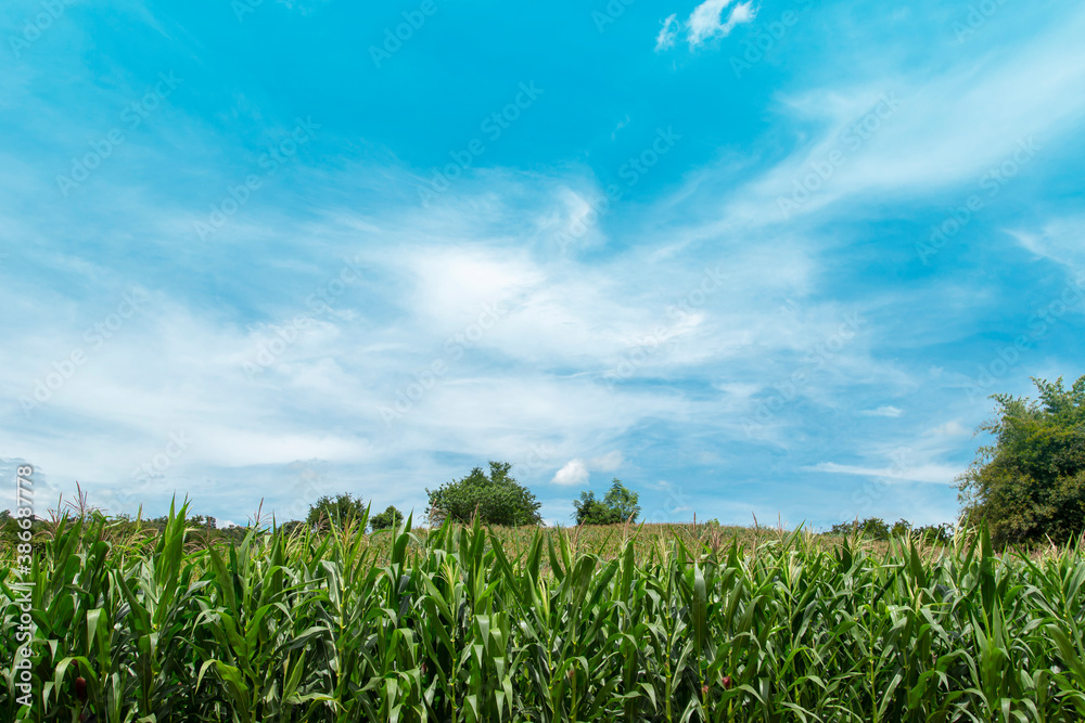 Green corn field in agricultural garden and the sun shines in a beautiful brightly colored sky background in Thailand.