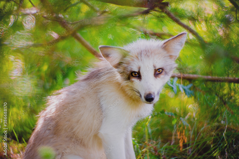 Fox in nature in its natural habitat resting after hunting Fox in nature in its natural habitat resting after hunting
