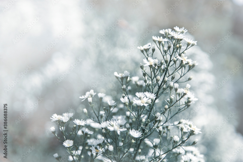 Beautiful white cutter flowers in a flower field Natural beauty White flower background Beautiful nature concept Beautiful white cutter flowers in a flower field Natural beauty White flower background Beautiful nature concept