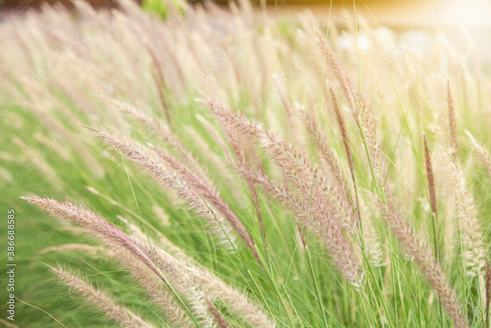 White grass flowers and sunlight Bright blue sky background Beautiful nature background and copy space