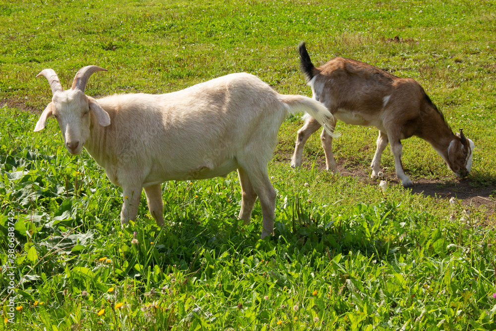 white goat with goat graze on a meadow and eat grass white goat with goat graze on a meadow and eat grass