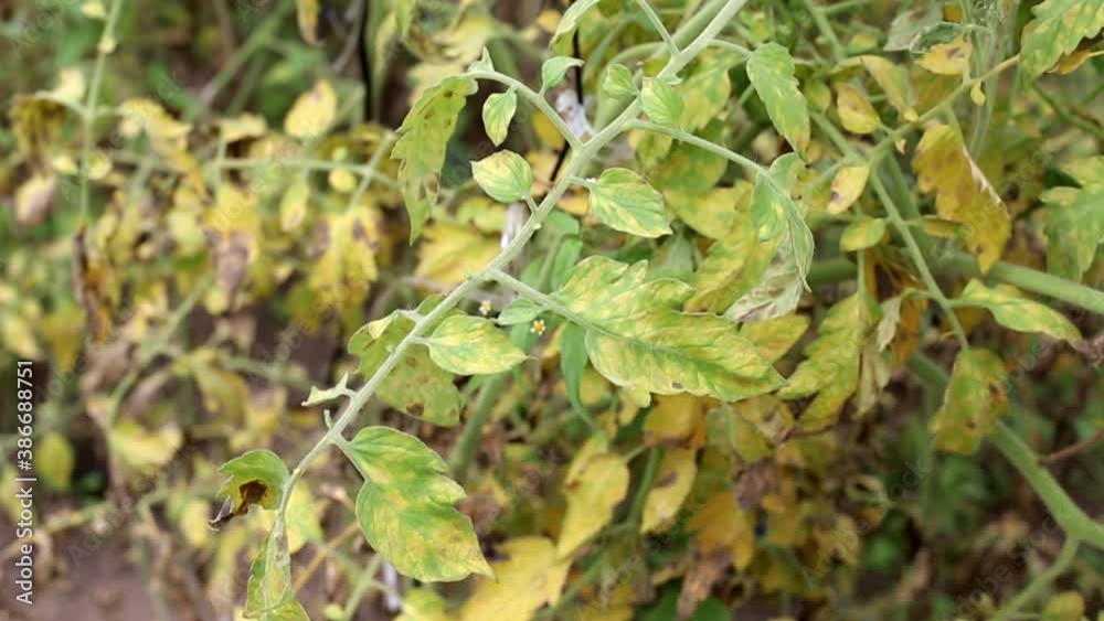 Dry tomato branches. Disease plant tomato, late blight, agriculture Dry tomato branches. Disease plant tomato, late blight, agriculture