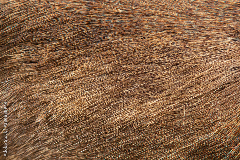 Fototapeta premium Deer Fur Close Up Background Photo