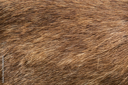 Deer Fur Close Up Background Photo