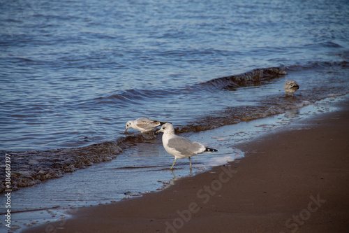 adult gulls near the water on the sandy shore