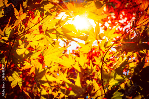 Golden autumn. The sun is s...