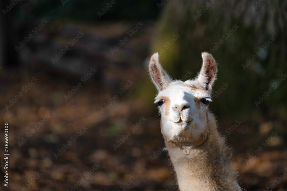 Lama