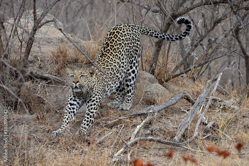Fotografie Leopard stretching