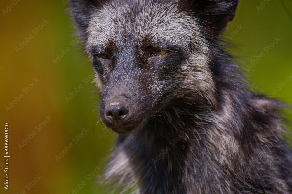 Close-up, portrait of a fox with an expressive look in its natural habitat while hunting Close-up, portrait of a fox with an expressive look in its natural habitat while hunting