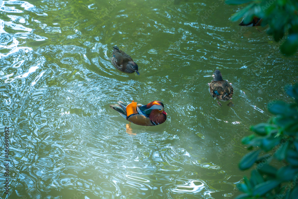 A group of mandarin ducks swimming in a lake, in a zoo.